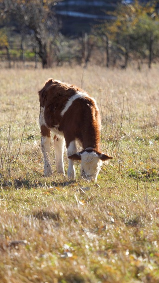 养一头小小牛吧！
