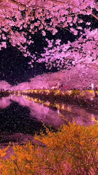 浪漫樱花