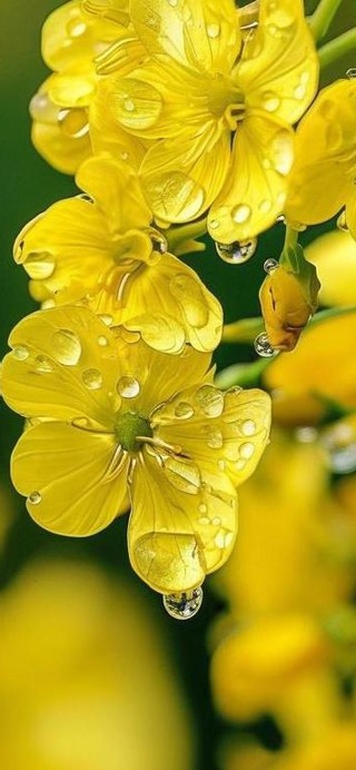雨中小花