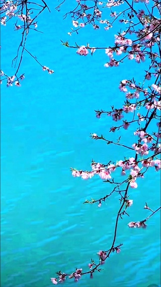 九寨沟桃花