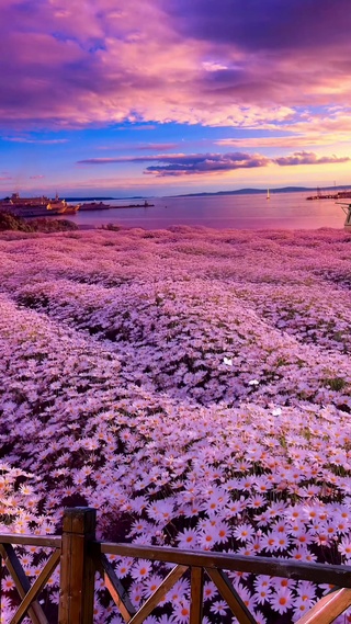小雏菊