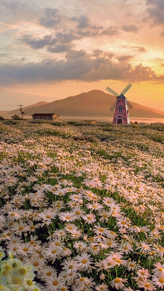 小雏菊花海