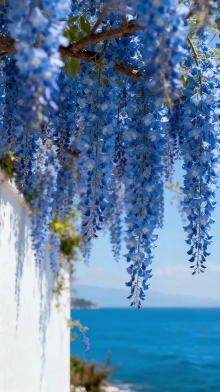 蓝色花藤海边治愈风景