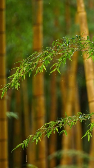 雨中竹林