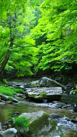 夏日护眼绿林山涧