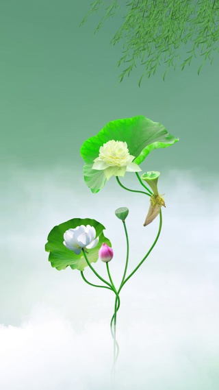 荷花唯美一家人壁纸