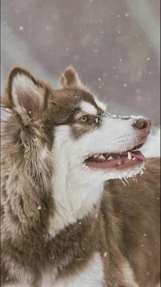 雪狼