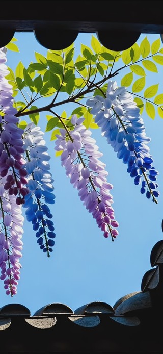 唯美古风紫藤花影