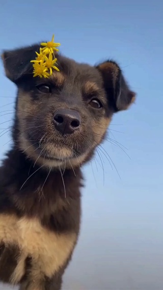 狗狗