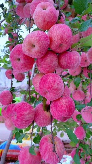 硕果累累的喜悦，萦绕鼻尖的清爽