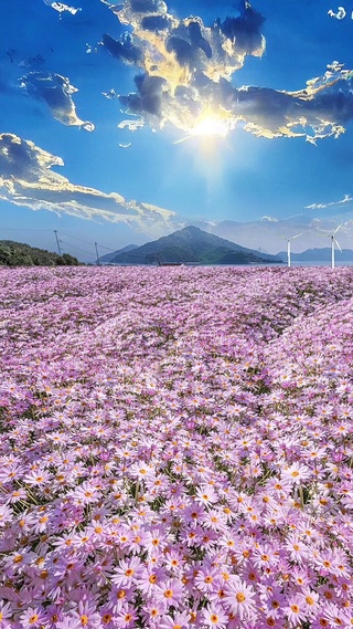 粉色小雏菊