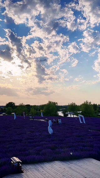 夕阳下的薰衣草