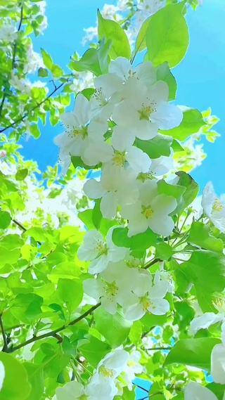 遇一树花开，染一身花香