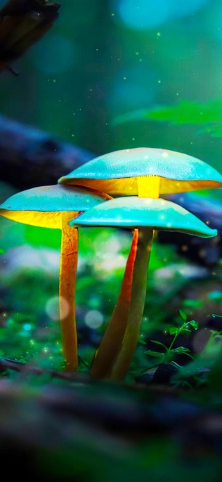 6K 超清护眼治愈【静谧荧光】