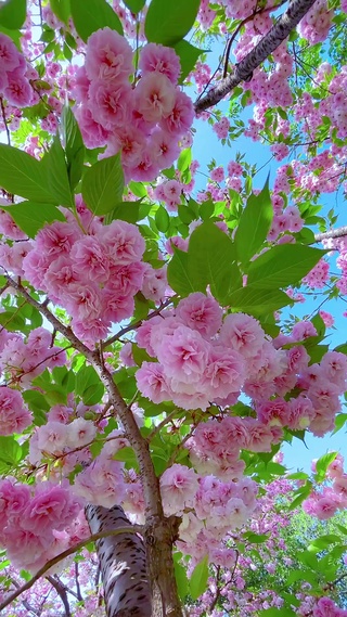 春和景明，春暖花开