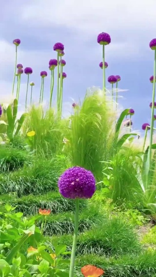 养了眼，醉了心