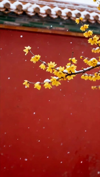 雪上花