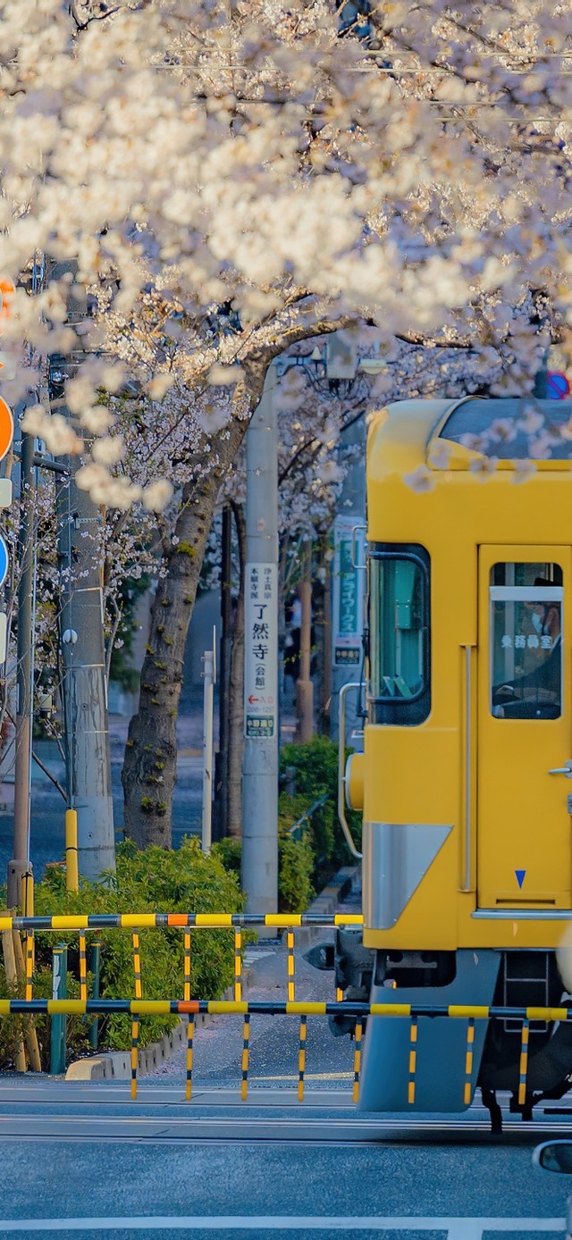 4K唯美治愈日系樱花街道