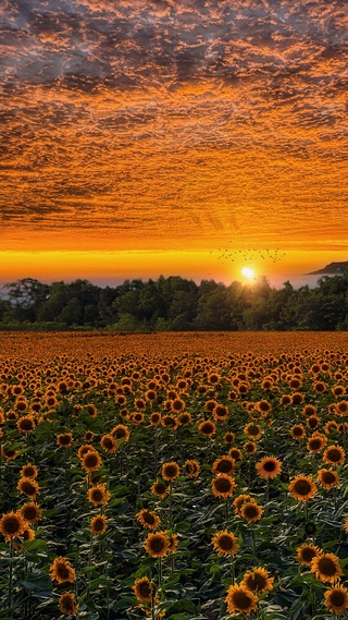 爆款向日葵花海