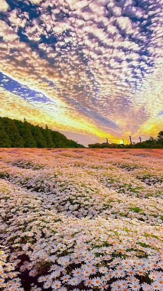 晚霞花海