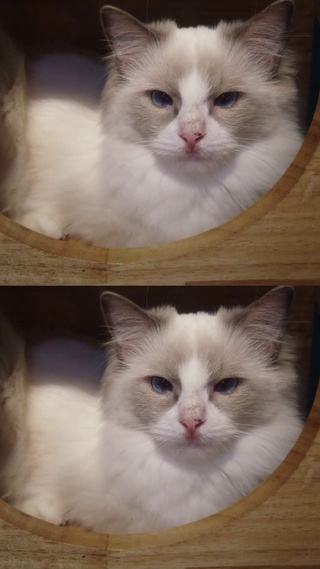 萌宠系列-可爱布偶猫