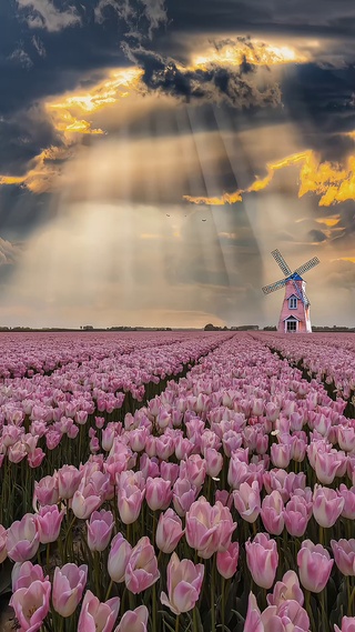 唯美郁金香花海