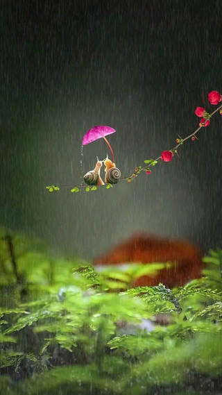 治愈的雨