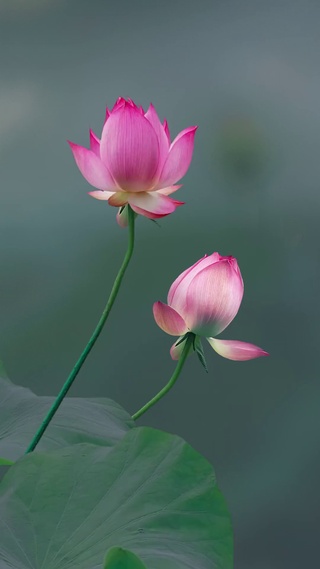 莲花
