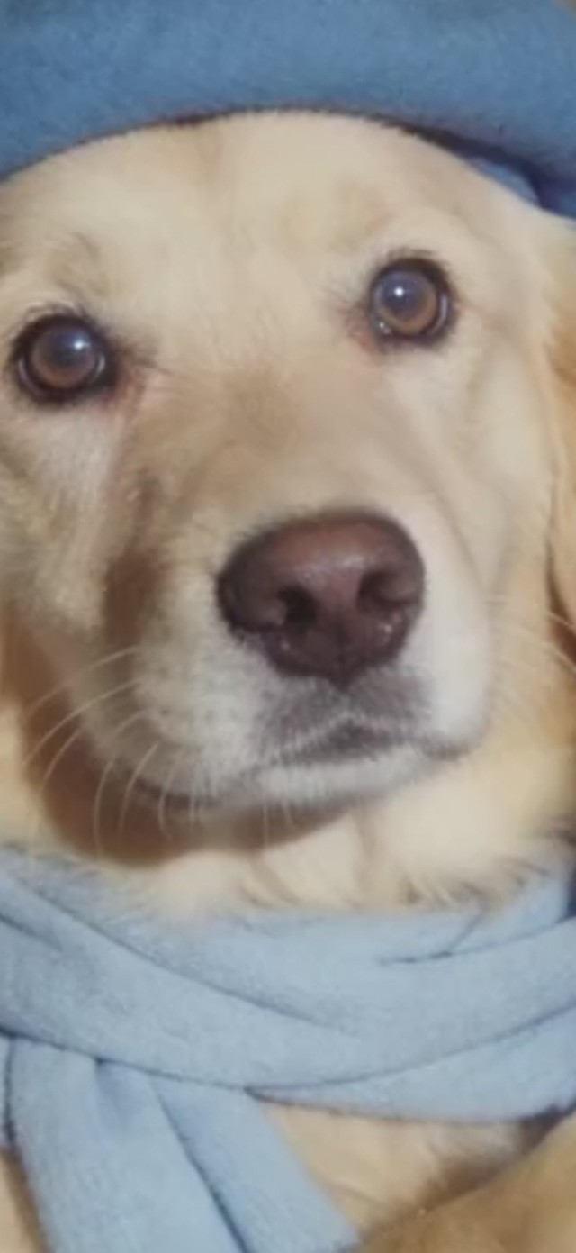 金毛（非主题）