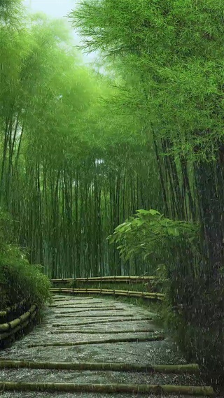 竹林雨景