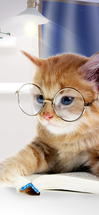 猫咪要做人上人（创意桌面）