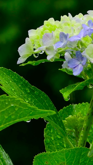 护眼雨中花朵