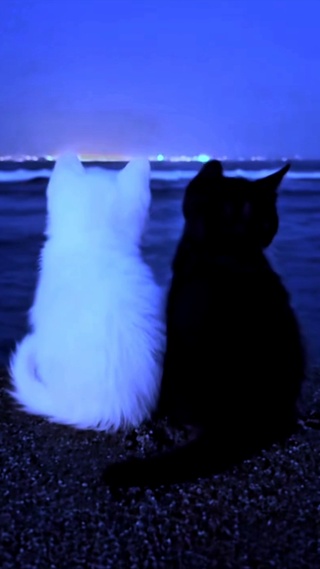 陪你看海