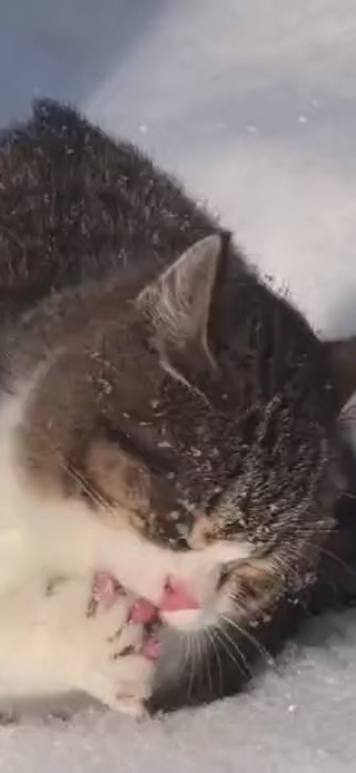 悟空是只喵