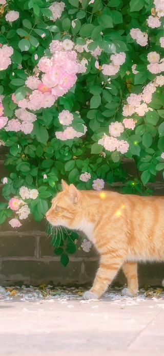 治愈猫猫