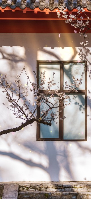 治愈午间古城樱花落