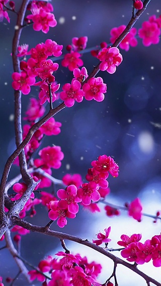 一树梅花