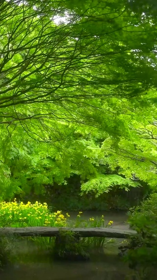 护眼绿树成荫