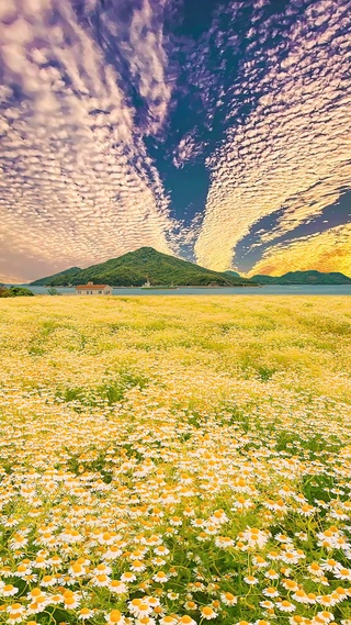 唯美晚霞雏菊花海