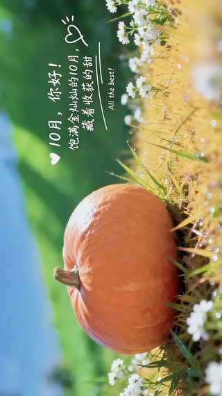 饱满金灿灿的收获10月
