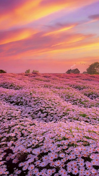 温暖小雏菊花海