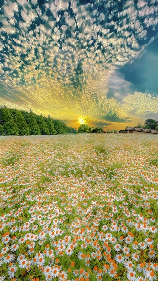 浪漫雏菊花海