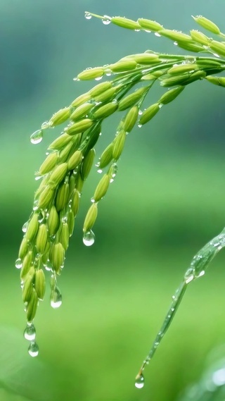 雨幕里的青稻穗