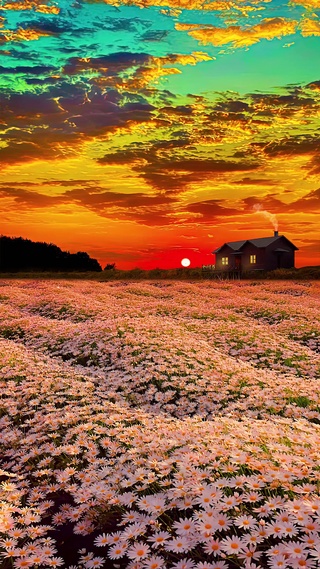 爆款晚霞雏菊花海