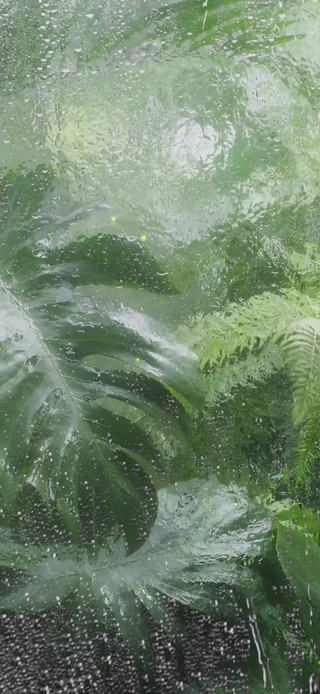 护眼绿植雨滴屏
