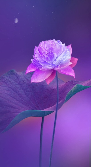紫色荷花