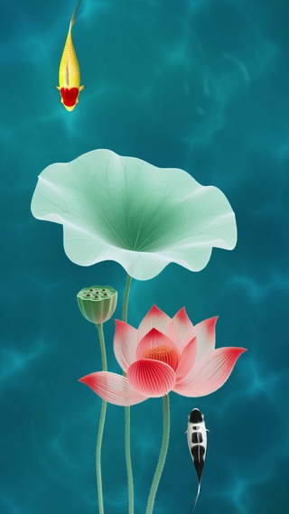 荷花鱼