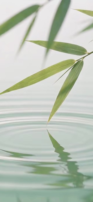 水池竹叶