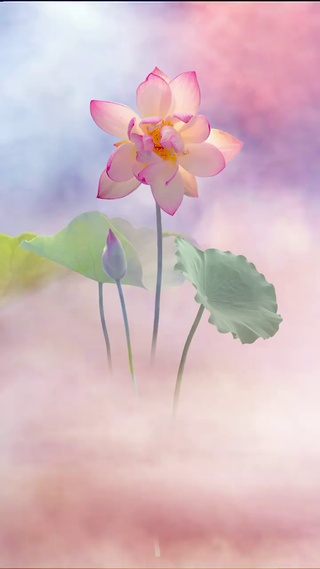 有点仙～治愈荷塘花