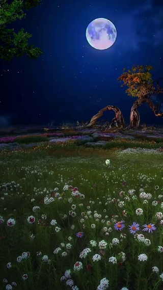 纵容思念开成一片海